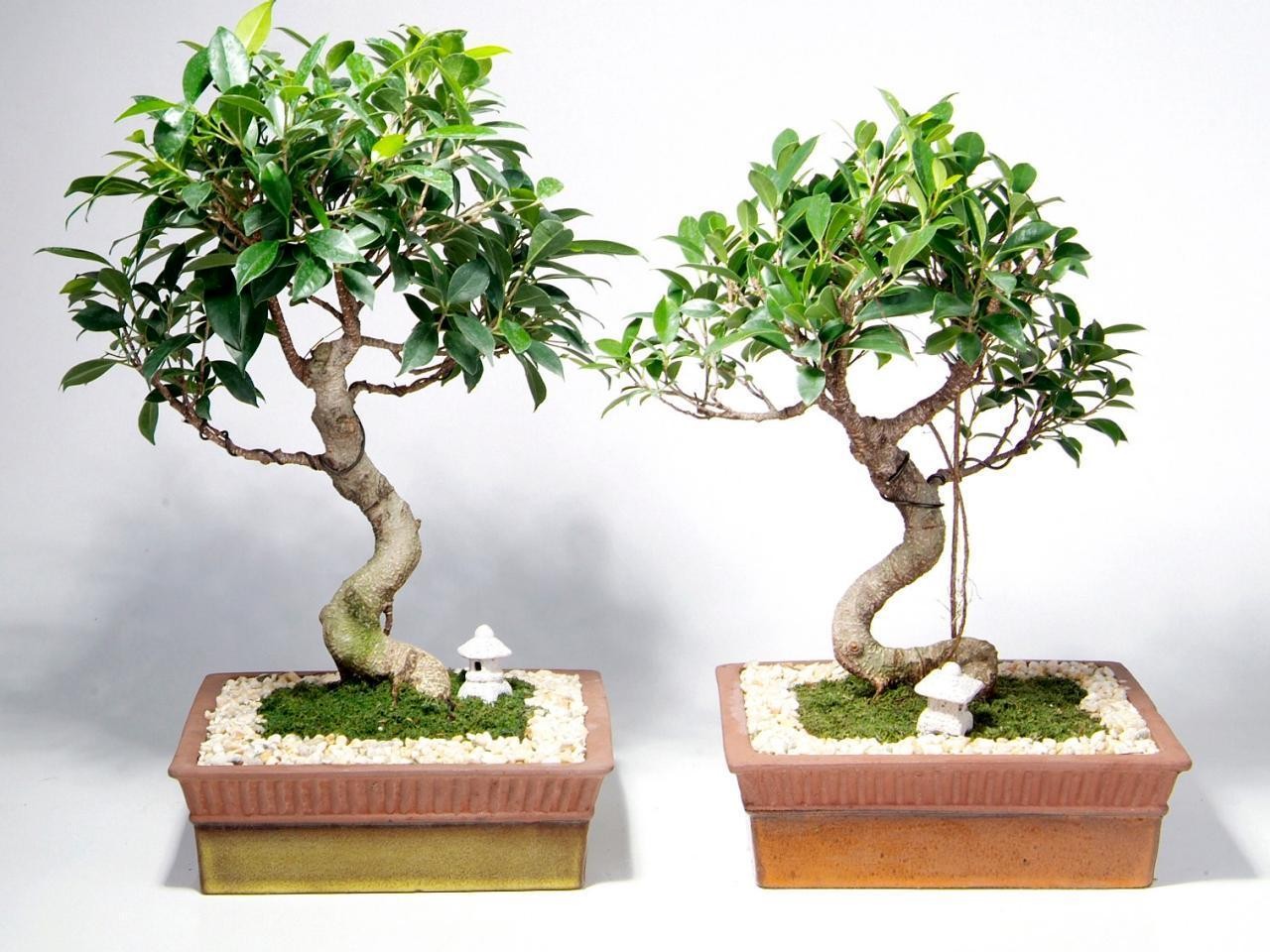 Bonsai Beringin 