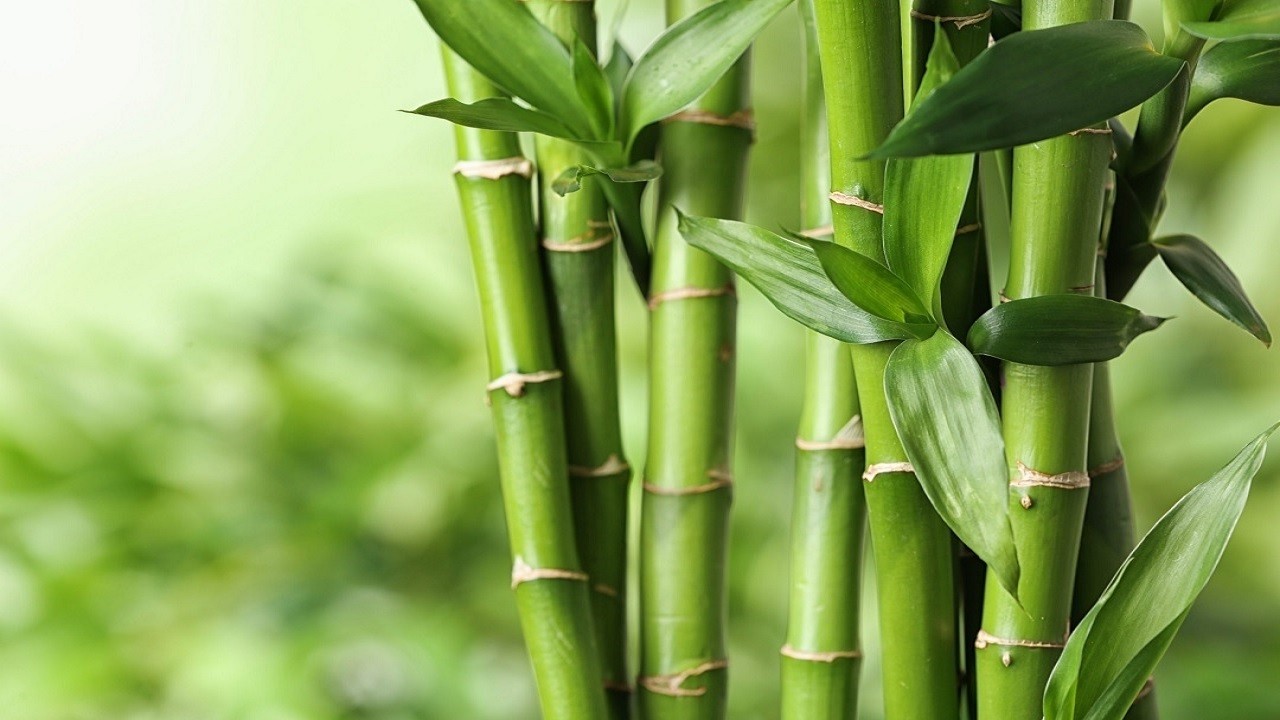 Ilustrasi Jenis Bambu
