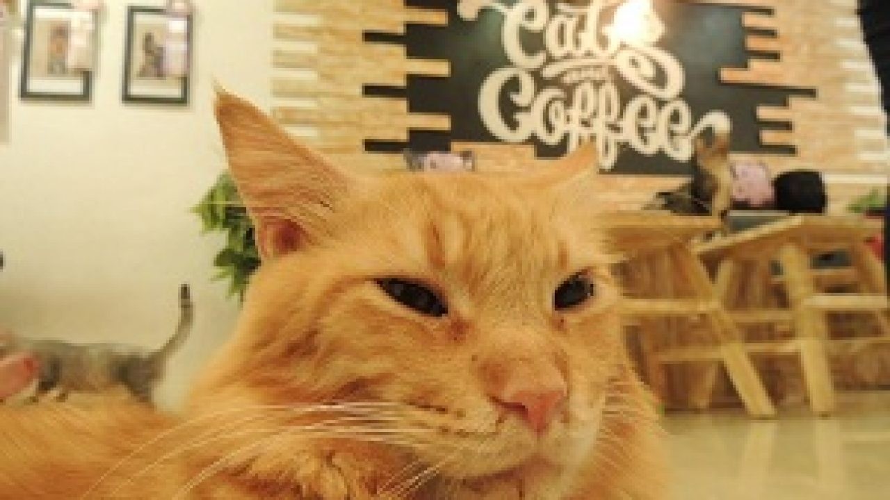 Cats and Coffee