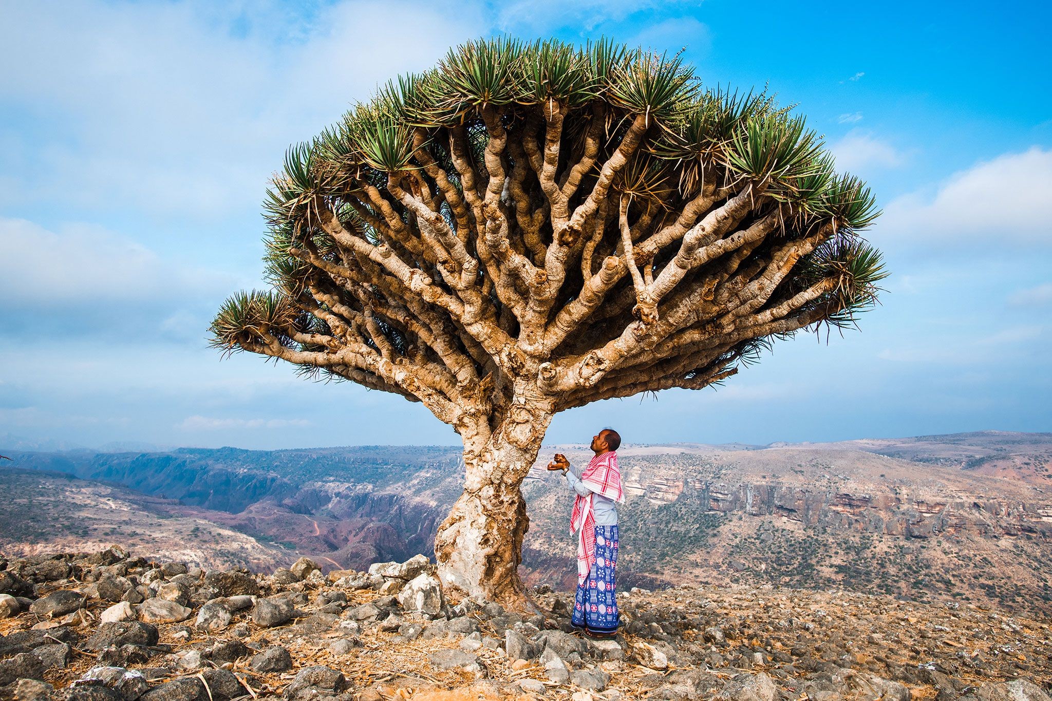 Pulau Socotra