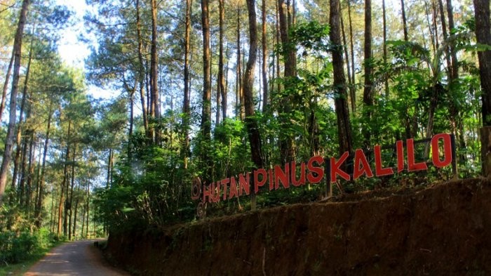 Ilustrasi Wisata Hutan Pinus Kalilo