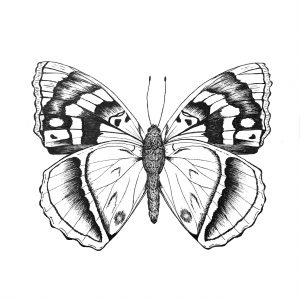 Gambar Kupu-Kupu